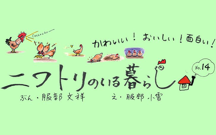 Vol33 niwatori03