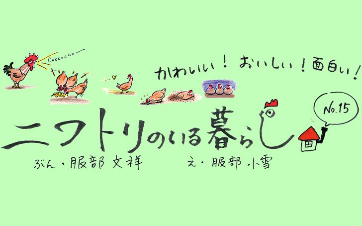 Vol34 niwatori03