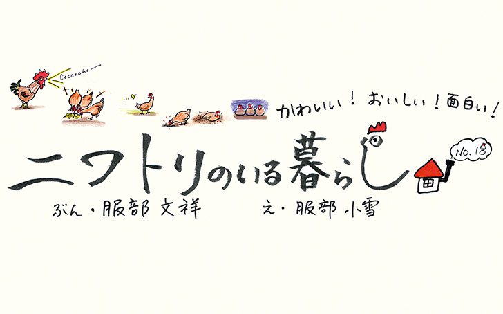 Vol37 niwatori main