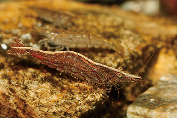 F44 tada10のコピー