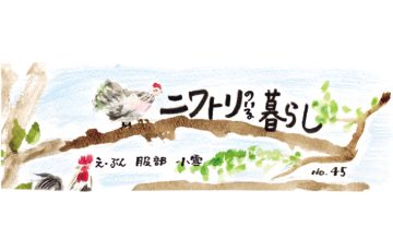 Vol66 niwatori main
