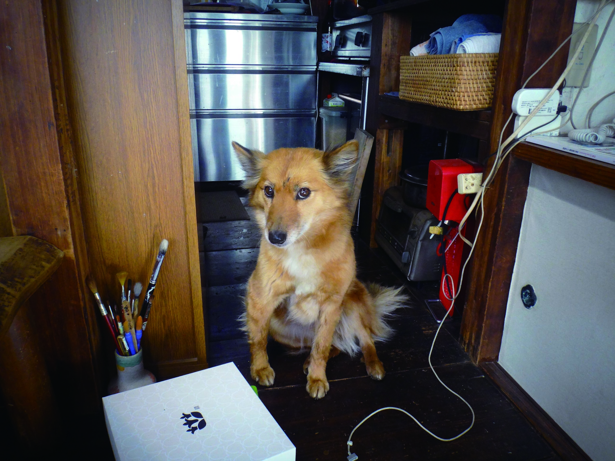 vol.73＞サバイバル登山家・ 服部文祥が振り返る 相棒犬失踪事件
