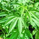 Leaf Of Cannabis, Dali, Yunnan, China.