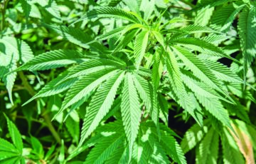 Leaf Of Cannabis, Dali, Yunnan, China.