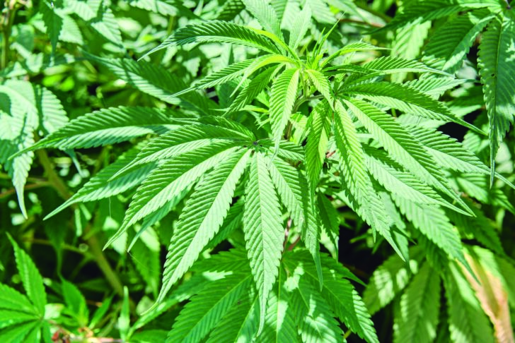 Leaf Of Cannabis, Dali, Yunnan, China.