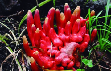 カエンタケ 浅井郁夫