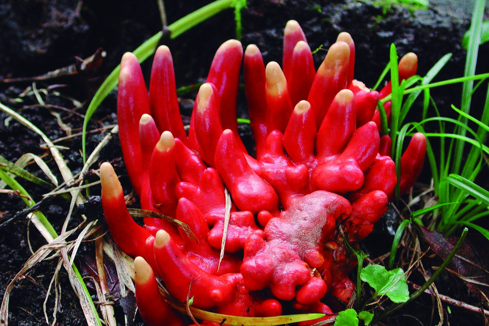 カエンタケ 浅井郁夫