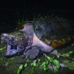 1 1main ワニガメ生体