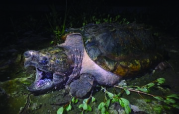 1 1main ワニガメ生体