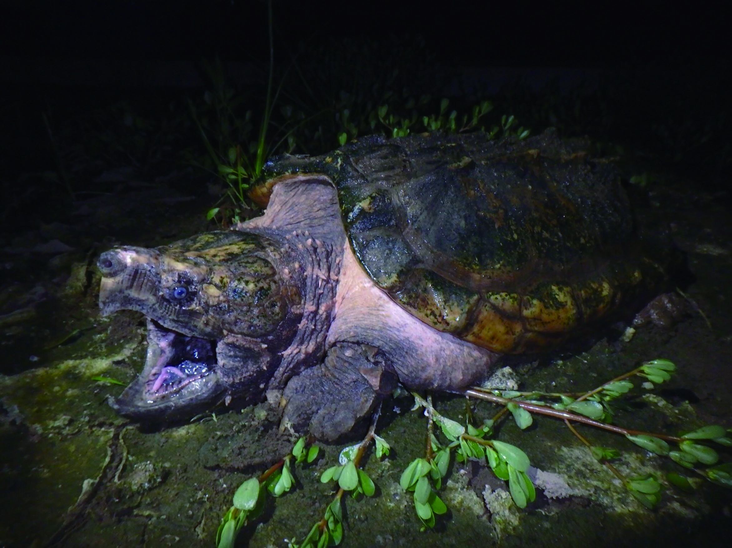 1 1main ワニガメ生体