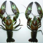 27ウチダザリガニ