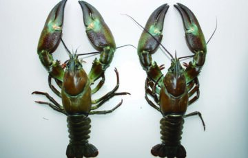 27ウチダザリガニ