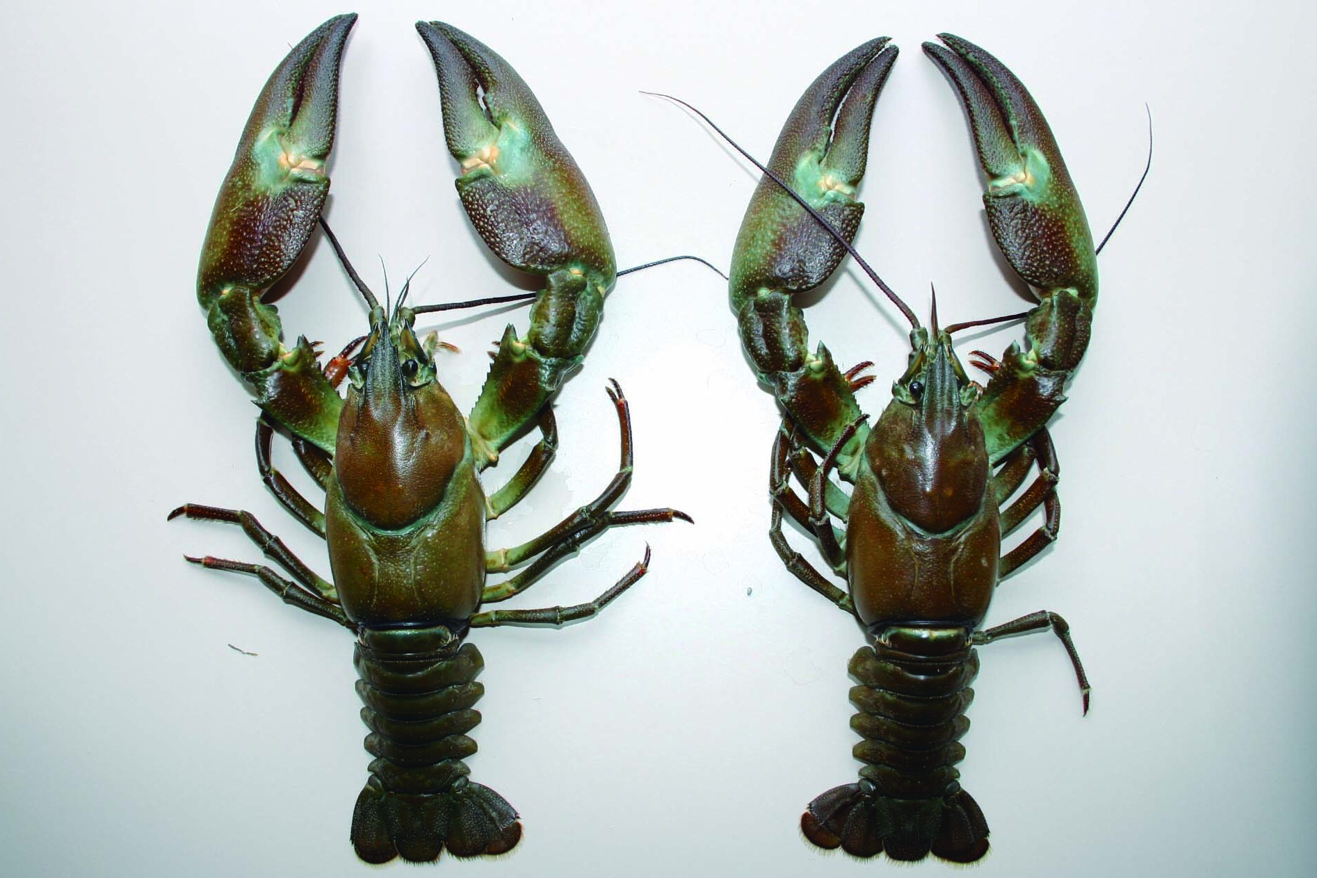 27ウチダザリガニ