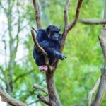 Chimpanzee In A Tree