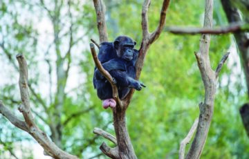 Chimpanzee In A Tree