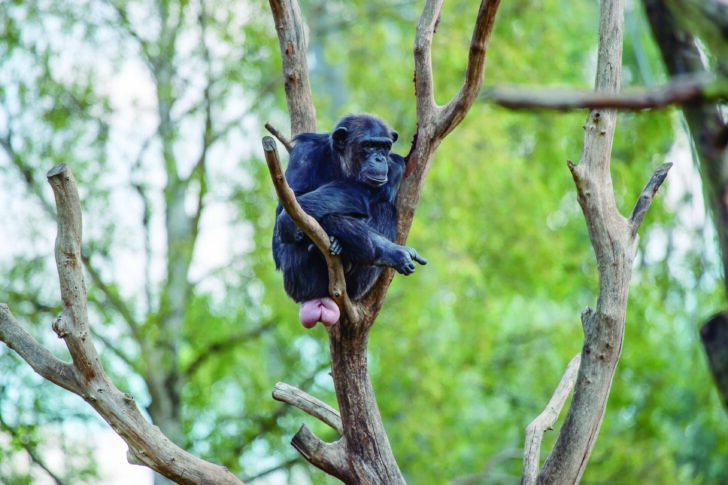 Chimpanzee In A Tree