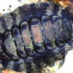 P25 2 ヒザラガイ