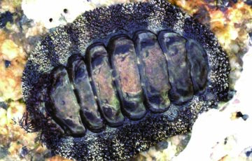 P25 2 ヒザラガイ