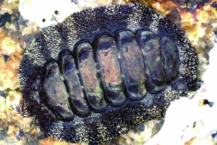 P25 2 ヒザラガイ