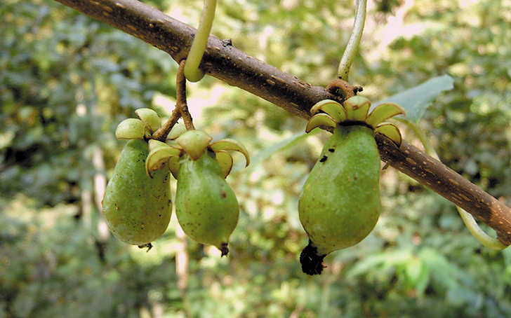 F80_seibutu_7 F80 seibutu