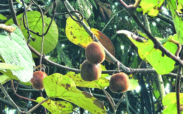 F80_seibutu_8 F80 seibutu